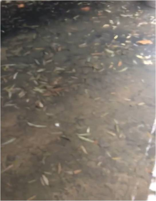 黑臭河道-秦皇島護城河治理項目